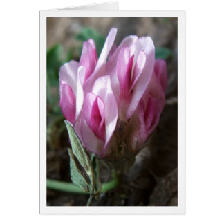 Clover - Felsgebirge