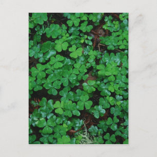 Clovers Benutzerdefinierte Postkarte