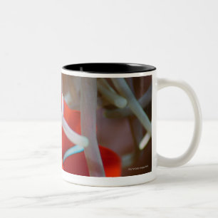 Clown anemonefish 2 zweifarbige tasse