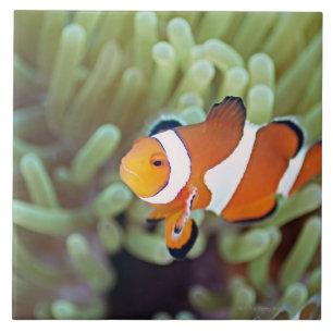 Clown anemonefish 4 fliese