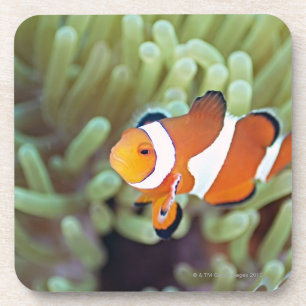 Clown anemonefish 4 untersetzer