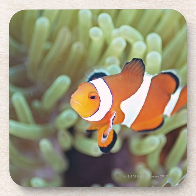Clown anemonefish 4 untersetzer (Vorderseite)