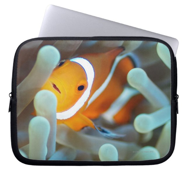 Clown Anemonefish Laptopschutzhülle (Vorderseite)