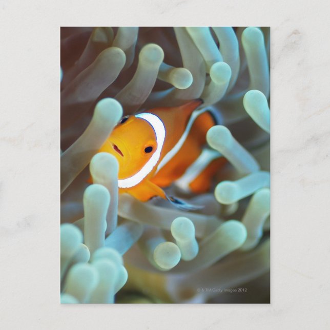 Clown Anemonefish Postkarte (Vorderseite)