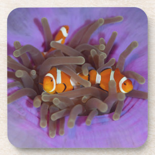 Clown Anemonefish Set von 6 Untersetzer
