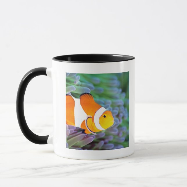 Clown anemonefish tasse (Links)