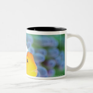 Clown anemonefish zweifarbige tasse