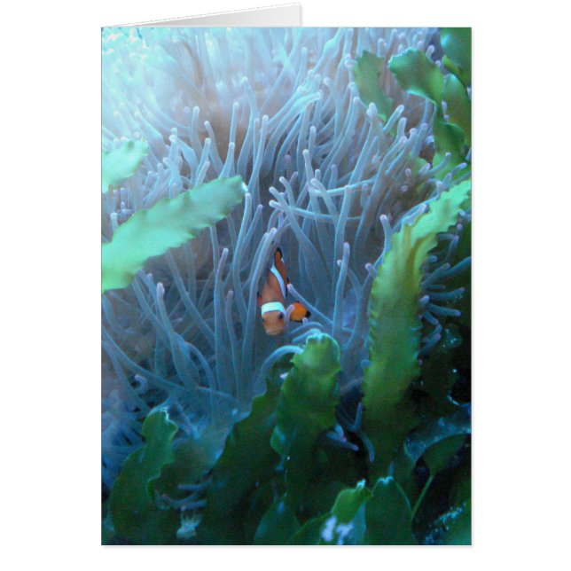 Clown-Fische (Vorne)