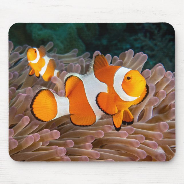 Clown Fish Mouse Pad Mousepad (Vorne)