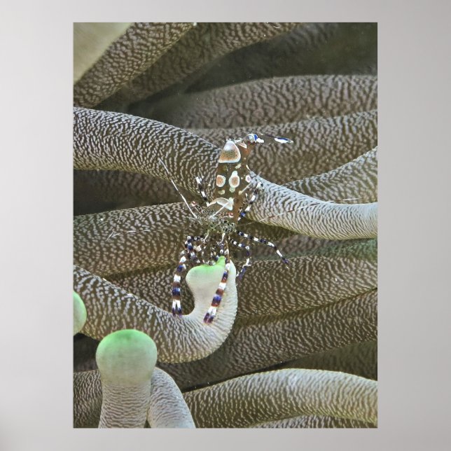 Clown Shrimp Poster (Vorne)