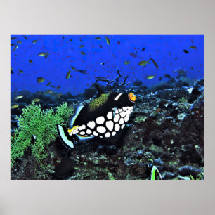 Clown Triggerfish am Riff Poster
