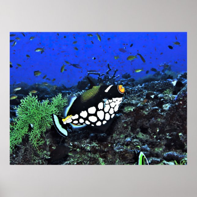Clown Triggerfish am Riff Poster (Vorne)