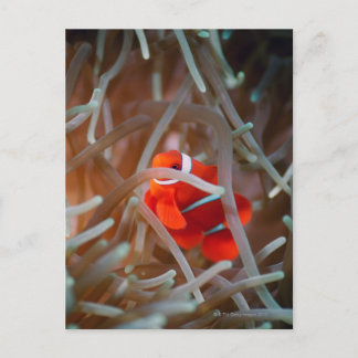 Clownanemonefisch 2 postkarte