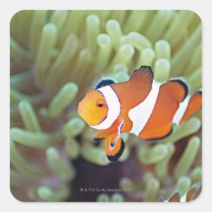 Clownanemonefisch 4 quadratischer aufkleber