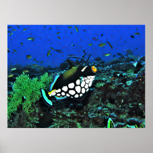 Clownauslöser am Riff Poster