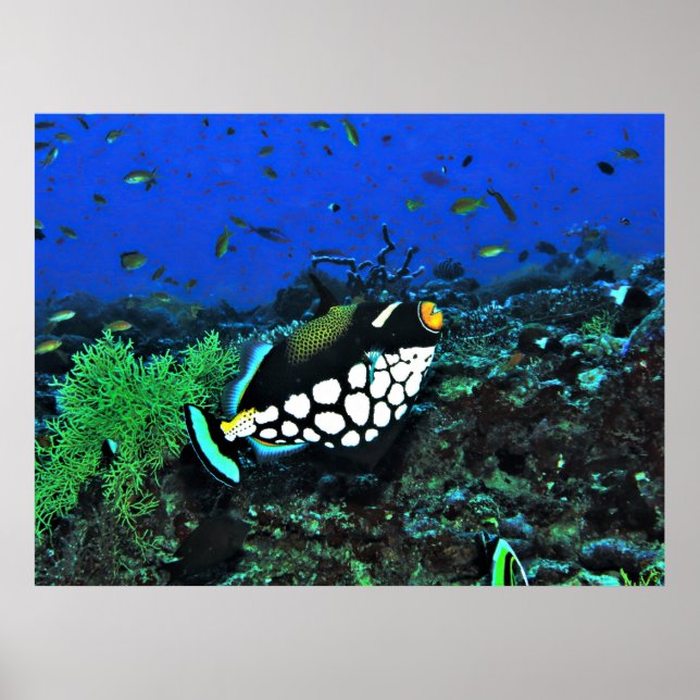 Clownauslöser am Riff Poster (Vorne)
