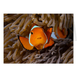 Clownfisch