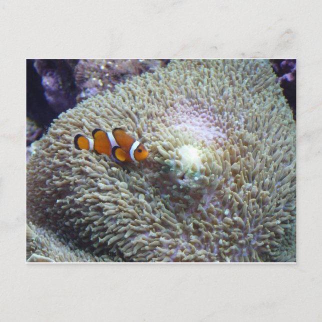 Clownfisch 3 postkarte (Vorderseite)