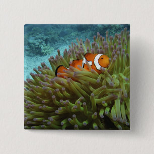 Clownfisch (Amphiprion ocellaris) Button