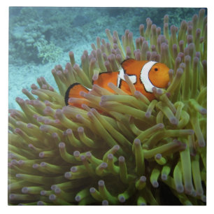 Clownfisch (Amphiprion ocellaris) Fliese