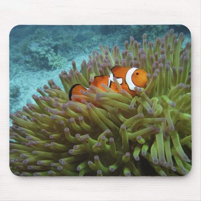 Clownfisch (Amphiprion ocellaris) Mousepad (Vorne)