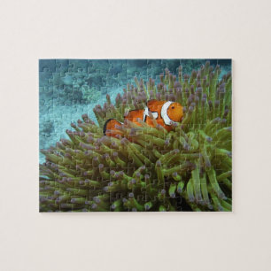 Clownfisch ( Amphiprion ocellaris ) Puzzle