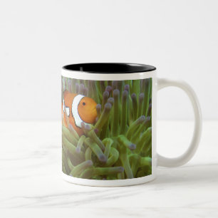 Clownfisch ( Amphiprion ocellaris ) Zweifarbige Tasse