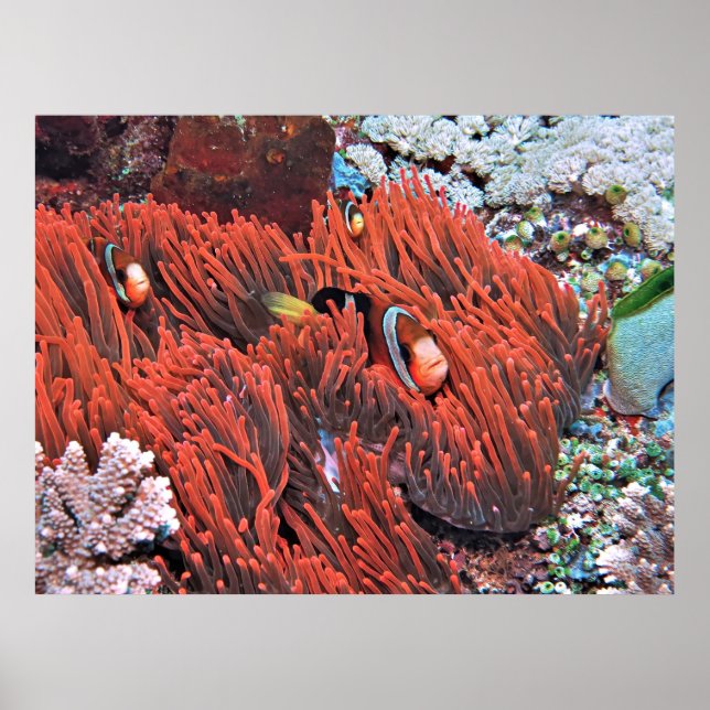 Clownfisch an fliegenden Fronten Poster (Vorne)