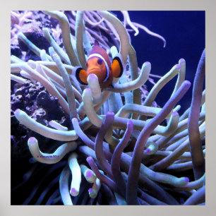 Clownfisch Anemone Poster