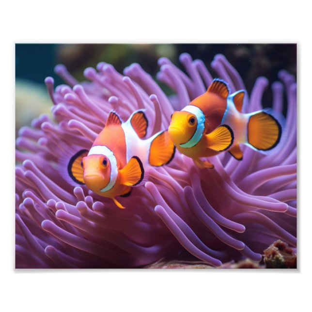 Clownfisch Foto drucken (Vorne)