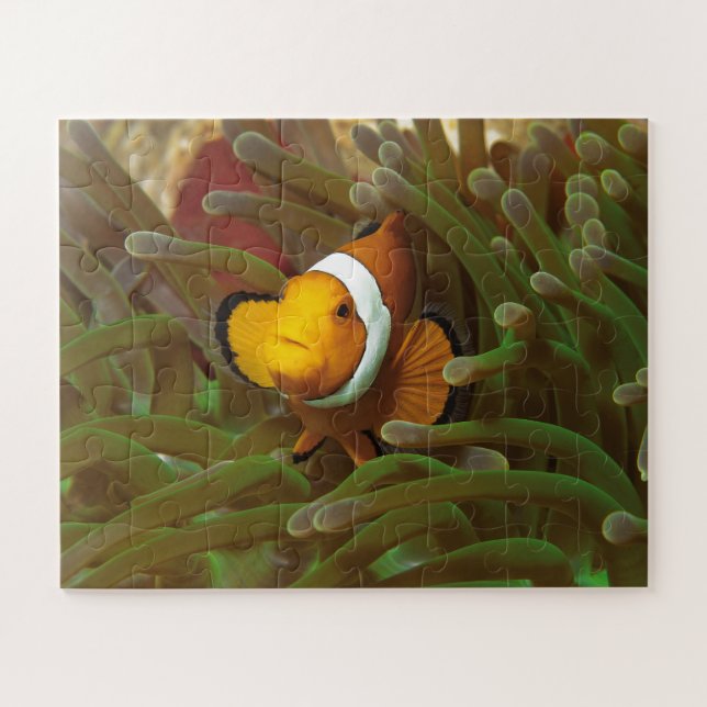 Clownfisch in grüner Anemone. Korallenriff Raja Am Puzzle (Horizontal)