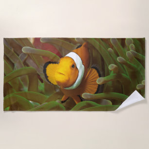 Clownfisch in grüner Anemone. Korallenriff Raja Am Strandtuch