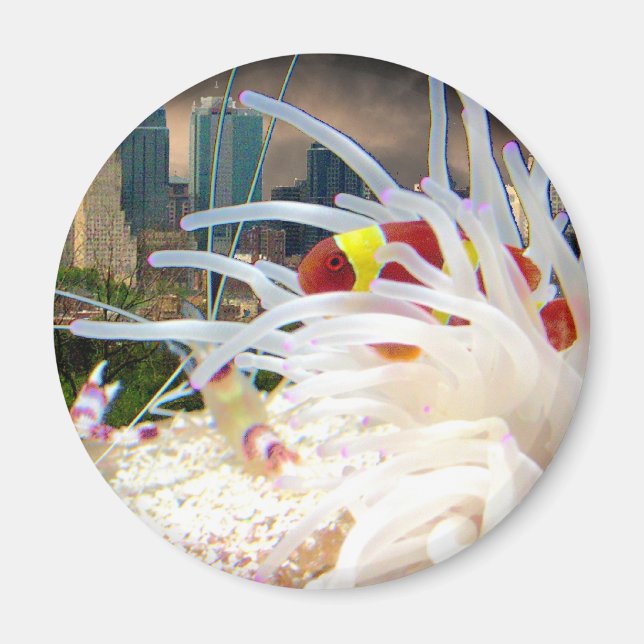 Clownfisch Magnet (Vorne)