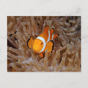 Clownfisch - Molokai, North Shore Cliff Postkarte