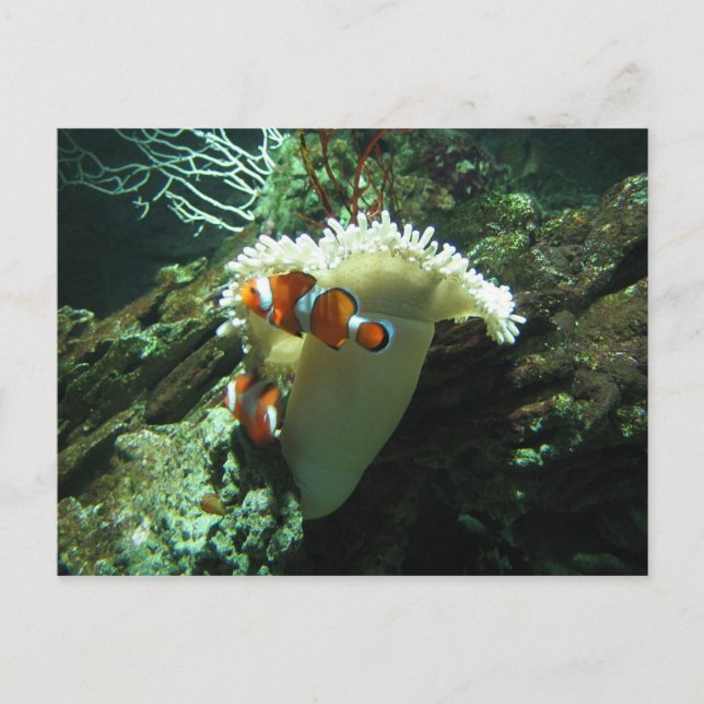 Clownfisch Postkarte (Vorderseite)
