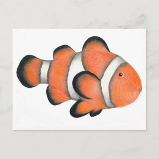 Clownfisch Postkarte