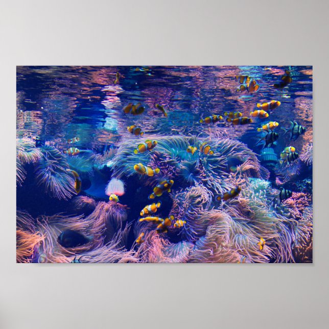 Clownfisch und lila Aquarium Poster (Vorne)