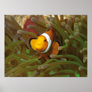 Clownfische im grünen Anemon. Coralreef Raja Ampat Poster