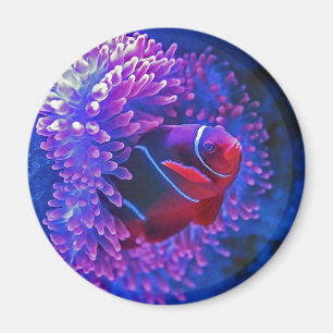 Clownfische Meer anenome Tropische Ozeane blau rot Magnet