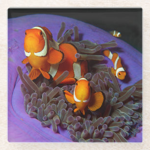 Clownfische sind immer in Bewegung Busy Anemonef Glasuntersetzer