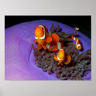 Clownfische sind immer in Bewegung | Busy Anemonef Poster