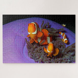 Clownfische sind immer in Bewegung Busy Anemonef Puzzle