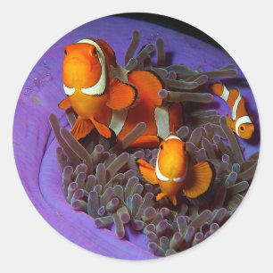 Clownfische sind immer in Bewegung Busy Anemonef Runder Aufkleber
