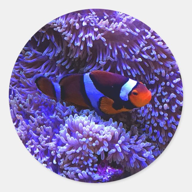 Clownfish #2 Stickers (Vorderseite)