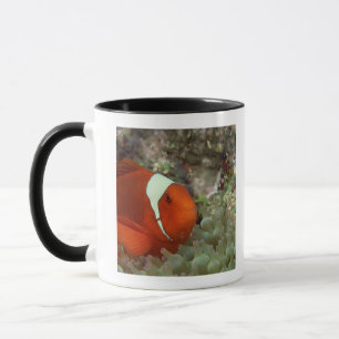 Clownfish 2 tasse