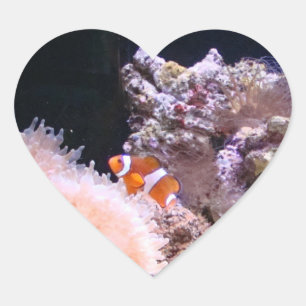 Clownfish Aufkleber