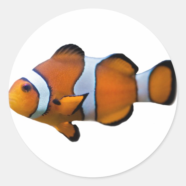 Clownfish-Aufkleber Runder Aufkleber (Vorderseite)