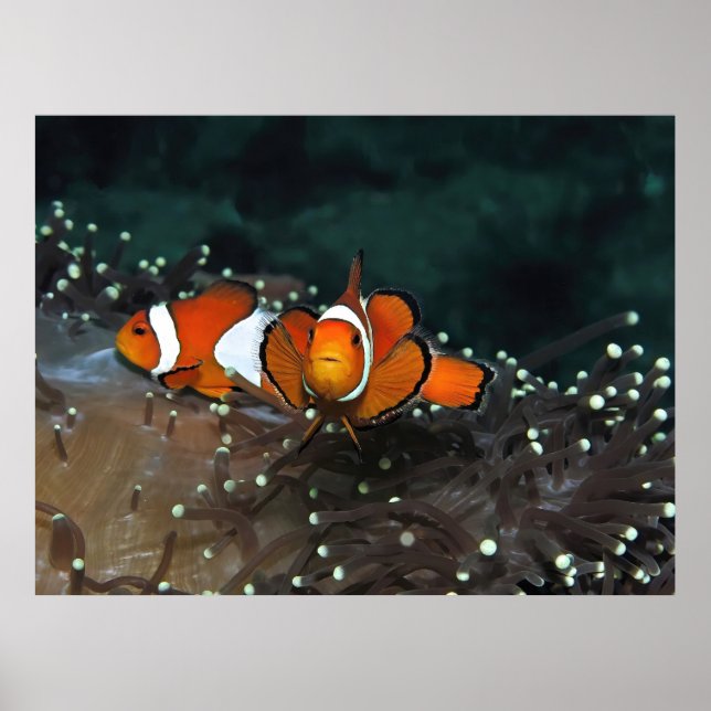 Clownfish Duo Poster (Vorne)