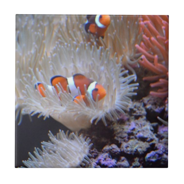 Clownfish Fliese (Vorderseite)