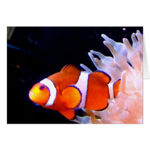 Clownfish-Karte